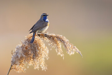 Podróżniczek (Luscinia svecica) © Grzegorz