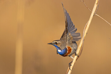 Podróżniczek (Luscinia svecica) © Grzegorz