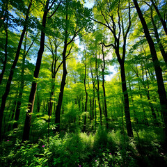 Sunny Forest Serenity