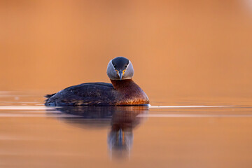 Perkoz rdzawoszyi (Podiceps grisegena)
