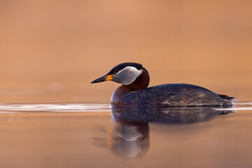 Perkoz rdzawoszyi (Podiceps grisegena) © Grzegorz