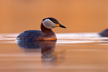 Perkoz rdzawoszyi (Podiceps grisegena)