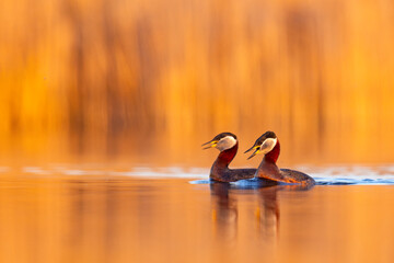 Perkoz rdzawoszyi (Podiceps grisegena)