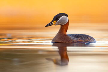 Perkoz rdzawoszyi (Podiceps grisegena) © Grzegorz