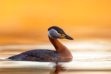 Perkoz rdzawoszyi (Podiceps grisegena) © Grzegorz