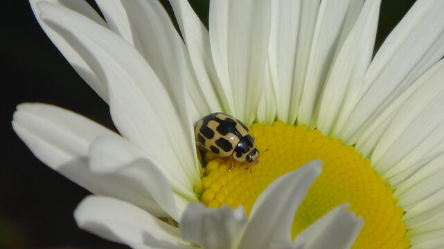 Fourteen-spotted ladybird beetle (Propylea quatuordecimpunctata) on an ox-eye daisy