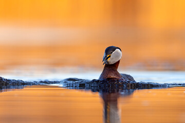 Perkoz rdzawoszyi (Podiceps grisegena) © Grzegorz