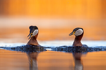 Perkoz rdzawoszyi (Podiceps grisegena) © Grzegorz