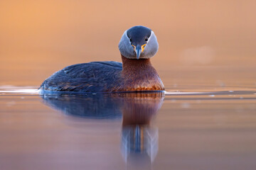Perkoz rdzawoszyi (Podiceps grisegena) © Grzegorz