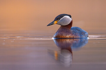 Perkoz rdzawoszyi (Podiceps grisegena) © Grzegorz