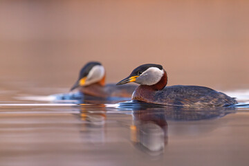 Perkoz rdzawoszyi (Podiceps grisegena) © Grzegorz