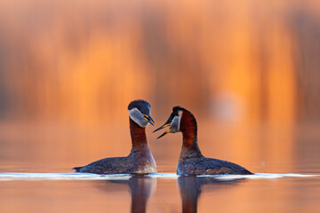 Perkoz rdzawoszyi (Podiceps grisegena)