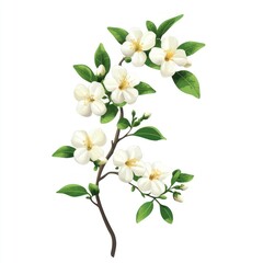 Fototapeta premium Chinese art jasmine flowers illustration leaves white.