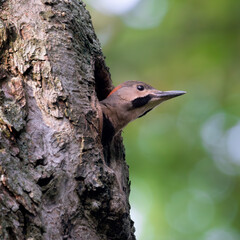 Juvenile male yellow-shafted northern flicker Colaptes auratus viewing the world from its nest in...