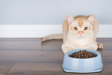 Burmese cat eating dry food from a bowl.