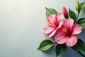 Delicate hibiscus flowers, stylized leaves, elegant floral arrangement , pink, print, background