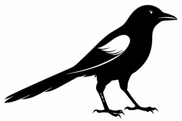 magpie sihouette black vector