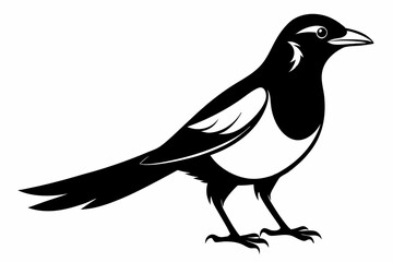 magpie sihouette black vector