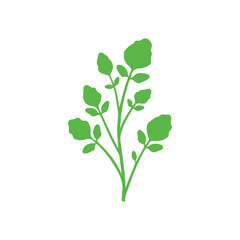 green plant isolated on white