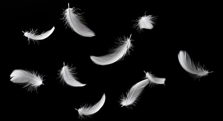Obraz premium Serene White Feathers Gently Falling Against Black Backdrop Isolated by White Screen Perfect for Digital Compositions Symbolizing Purity and Peace with Ethereal Graceful Motion