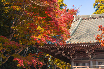 東京・高尾山 薬王院の紅葉と山門（2024年11月撮影）