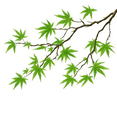 Elegant maple branch with vibrant green leaves on transparent background