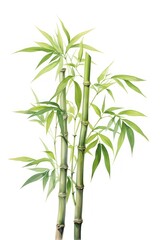 Fototapeta premium A bamboo plant white background freshness.