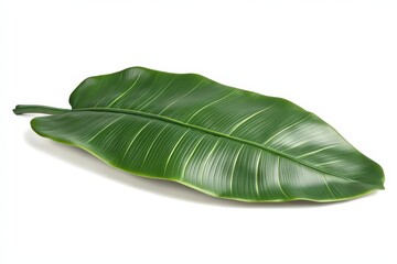 Obraz premium Large tropical leaf against a plain background.