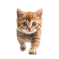 Obraz premium A full-body image of a small, cute kitten standing and looking directly at the camera, isolated on a transparent background