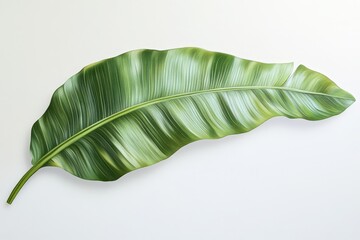 Fototapeta premium Striking tropical leaf design on a white background.