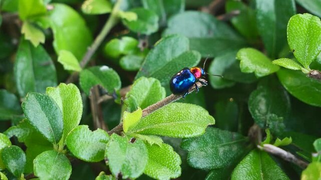 Ready to Fly, Macro footage of Blue Milkweed Beetle or Chrysochus pulcher with blue wings and red head perched on leaf and prepare to take off, animal bug, flying, slow motion