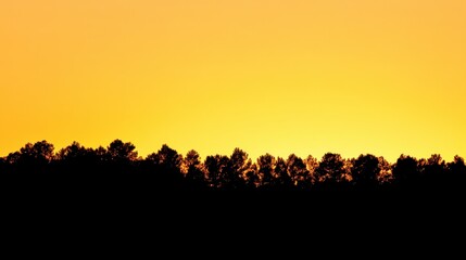 Silhouette of Trees Against Golden Sunset Sky at Dusk