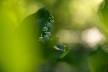 Konwalia majowa w lesie. © Elżbieta Kaps