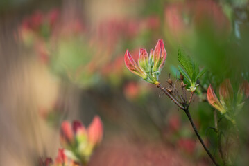 Pąki azalii różowej w parku. © Elżbieta Kaps
