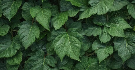Close-up of vibrant green leaves, showcasing intricate vein patterns ,  macro,  photography,  detail