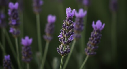 Obraz premium Purple Lavender Flowers in a Garden Closeup