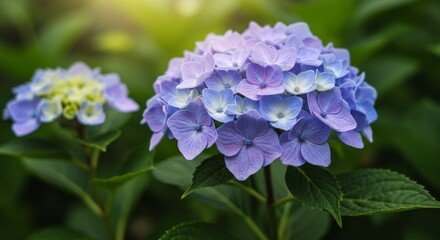 Closeup Purple and Blue Hydrangea Blossoms