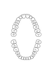 Teeth, jaw, 32 teeth, dentistry