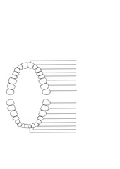 Teeth, jaw, 32 teeth, dentistry