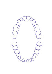 Teeth, jaw, 32 teeth, dentistry © viktoriia
