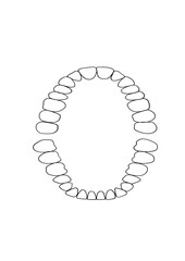 Teeth, jaw, 32 teeth, dentistry