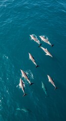 Obraz premium Aerial View of Dolphins Swimming in Blue Ocean