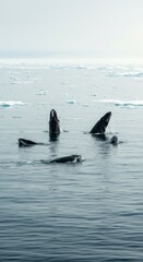Fototapeta premium Three Whales Surface in Icy Arctic Ocean