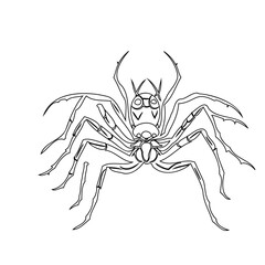 Intricate arachnid illustration capturing detailed linework with minimalist design
