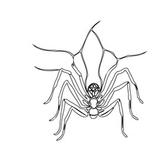 Delicate spider illustration with intricate web detailing in simple black outline