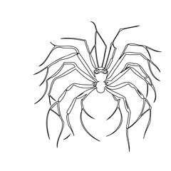 Ethereal spider illustration with delicate lines depicting arachnid form