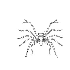 Minimalist arachnid illustration featuring precise linework and delicate forms