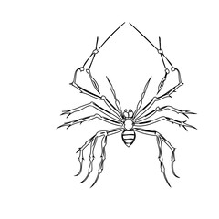 Stylized arachnid ink drawing featuring intricate line work and precise detailing