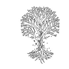 Naklejka premium Detailed monochrome sketch of a leafy deciduous tree with exposed roots