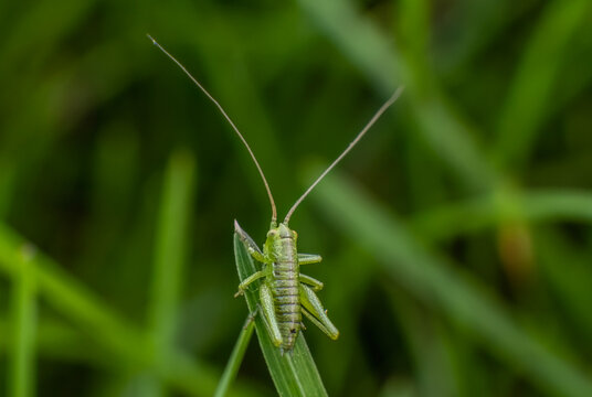 Macro photo of a green grasshopper feeding on a grass.